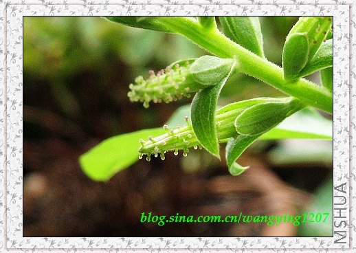 nEO_IMG_8,10��ѩ 005.jpg