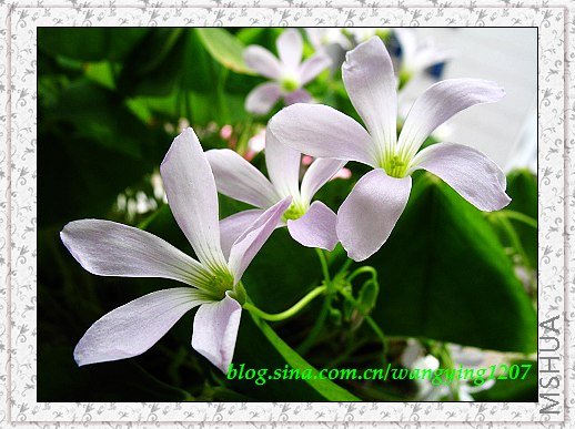 nEO_IMG_8,10��ѩ 025.jpg