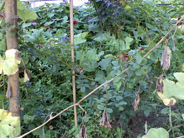 080808071944.jpg