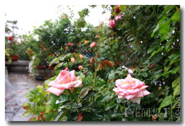 IMG_4085 ����.jpg