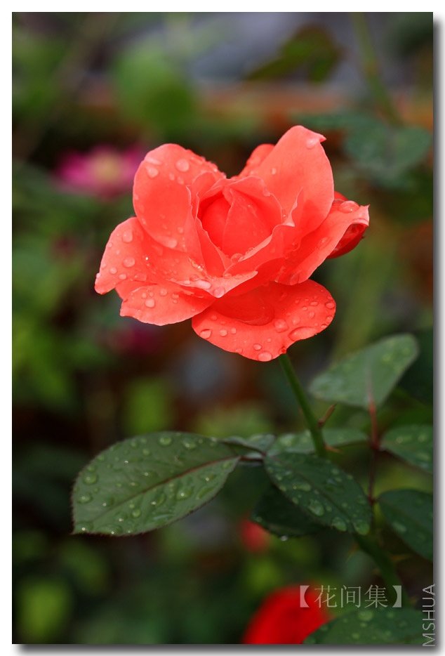 IMG_4098 ����.jpg