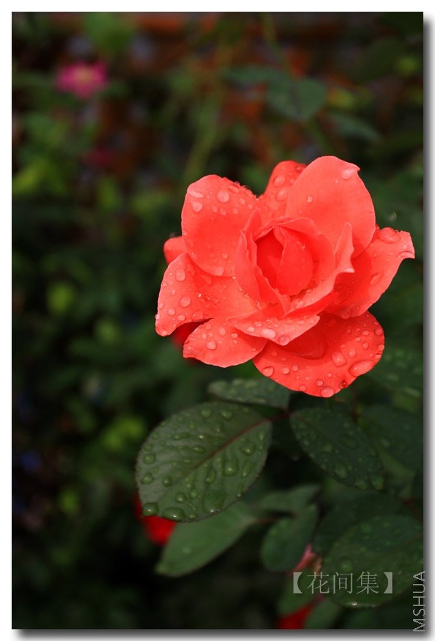 IMG_4076 ����.jpg