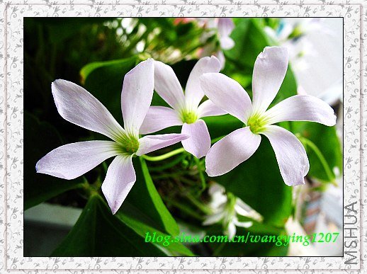 nEO_IMG_8,10��ѩ 026.jpg