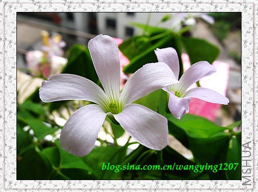 nEO_IMG_8,10��ѩ 021.jpg