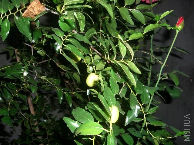 �����ع� CIMG9968.JPG