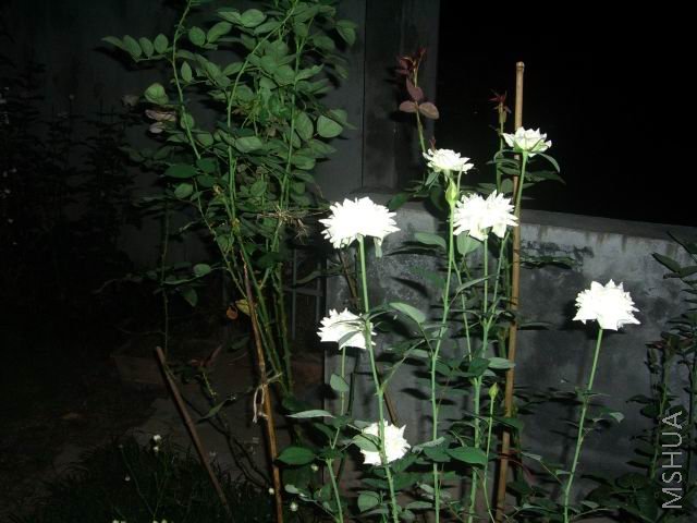 �����ع� CIMG9789.JPG