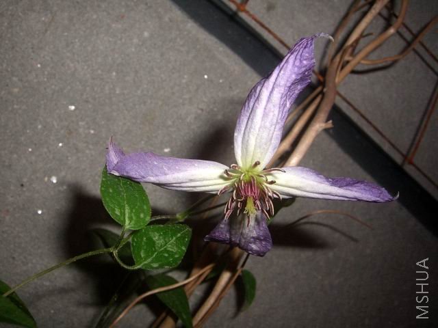 �����ع� CIMG9940.JPG