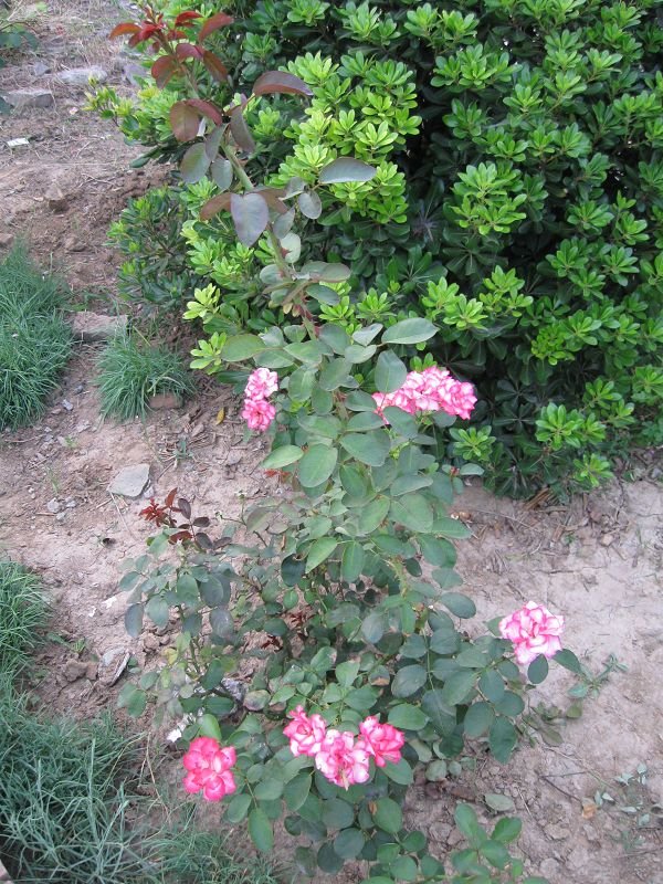 IMG_0114__.jpg