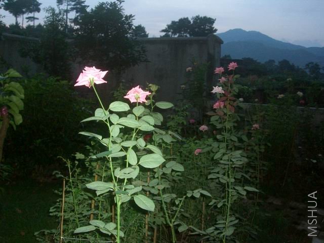 �����ع� CIMG9960.JPG