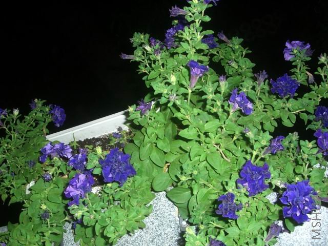 �����ع� CIMG9920.JPG