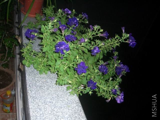 �����ع� CIMG9914.JPG