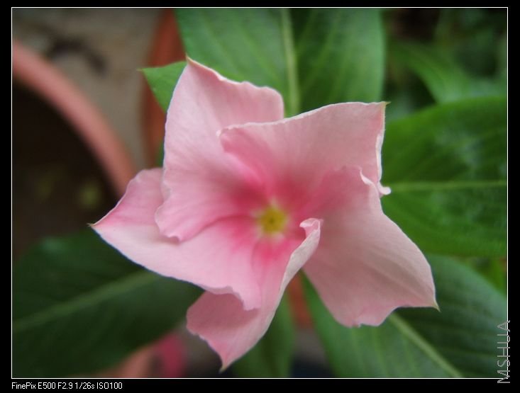 �����꣬����ľ�ϲ����