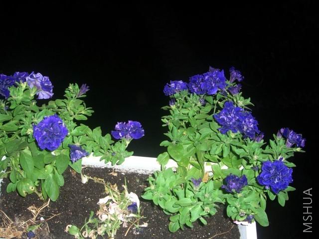 �����ع� CIMG9921.JPG