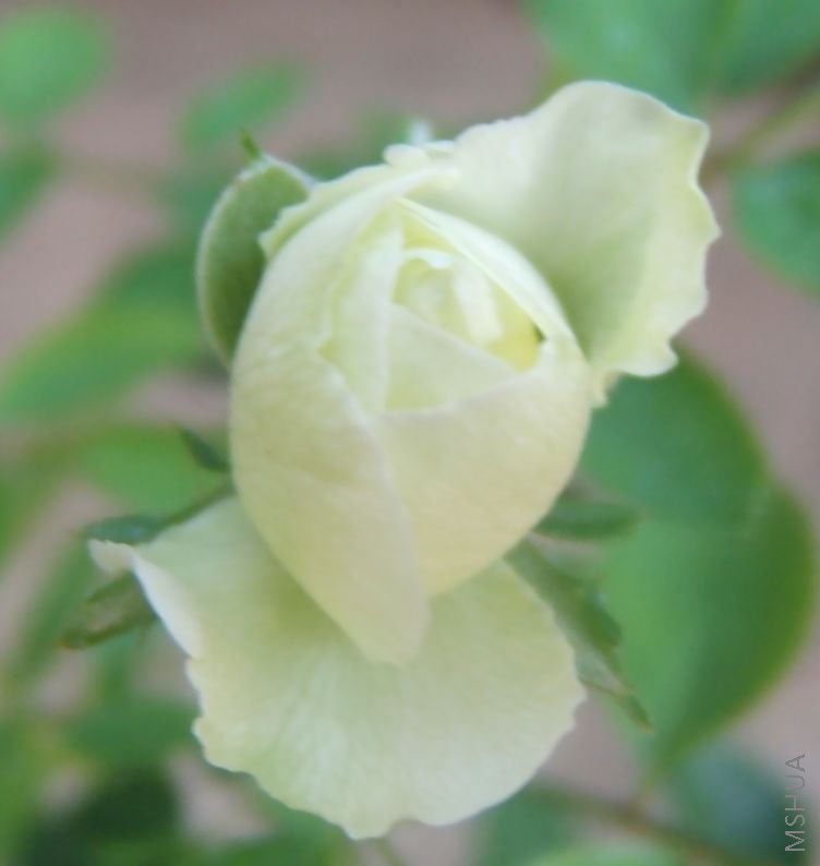 ��Ƭ 085.jpg