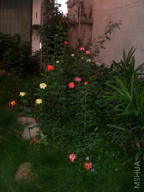 �����ع� ��ת CIMG9929.JPG