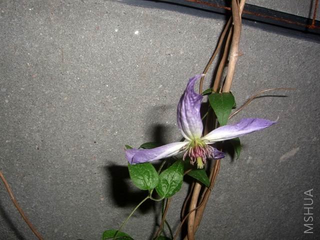 �����ع� CIMG9935.JPG