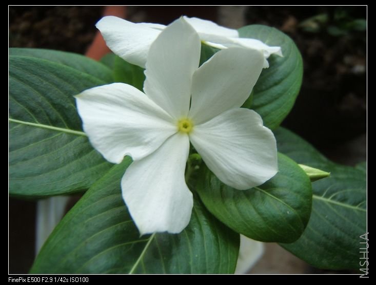 �����꣬��ɫ��