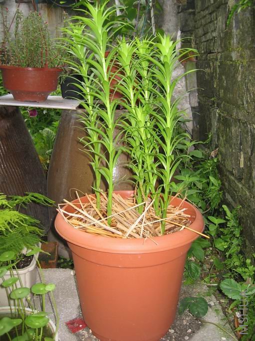 ��ֲ���Ժ�ȫ�ܿ��Ļ�Ч��Ӧ�ò�����