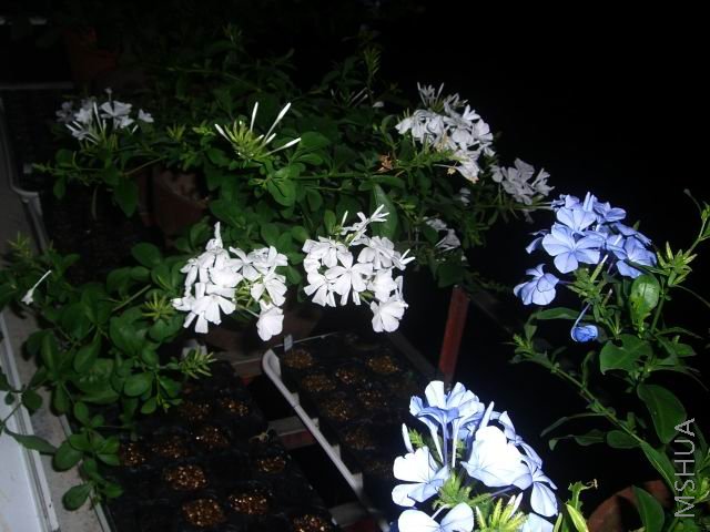 �����ع� CIMG9852.JPG