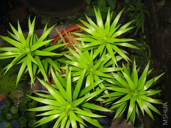 ���и�С���ӱ������ˡ�