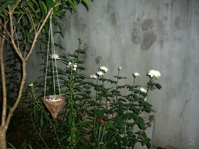 �����ع� CIMG9966.JPG