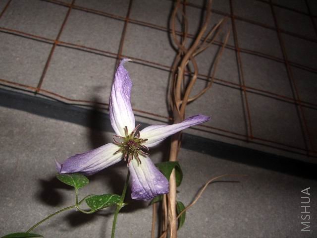 �����ع� CIMG9937.JPG