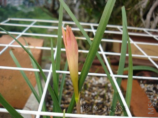 E ��Z.primulina5-1_resize.jpg
