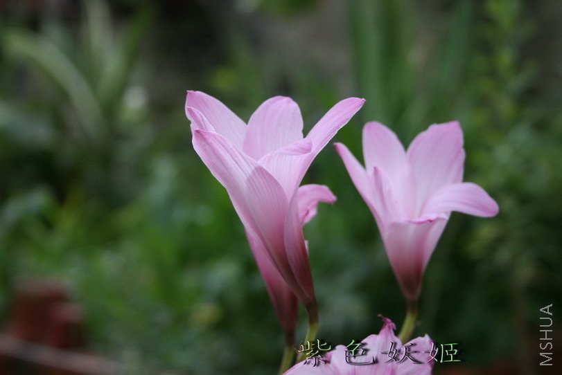 B �� H.brachyandrus 1-1_resize_resize_resize.jpg