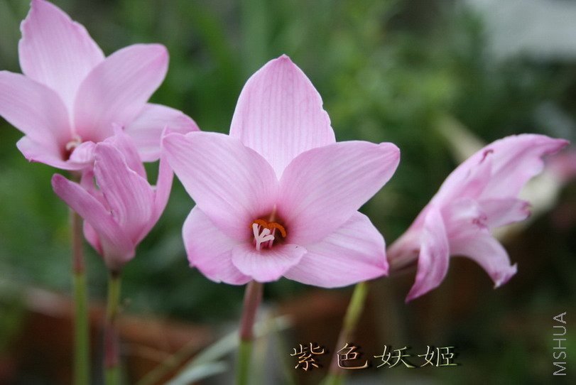 B �� H.brachyandrus-1_resize_resize_resize.jpg