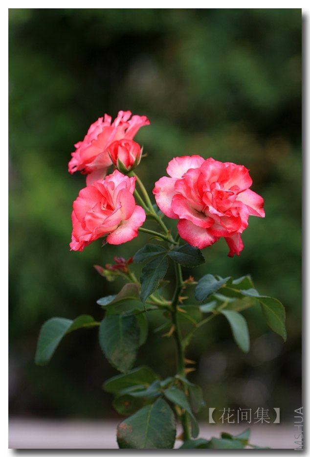 IMG_1288 ����.jpg