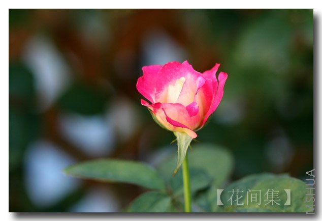 IMG_3112 ����.jpg