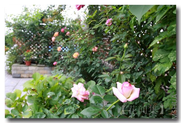 IMG_5533 ����.jpg