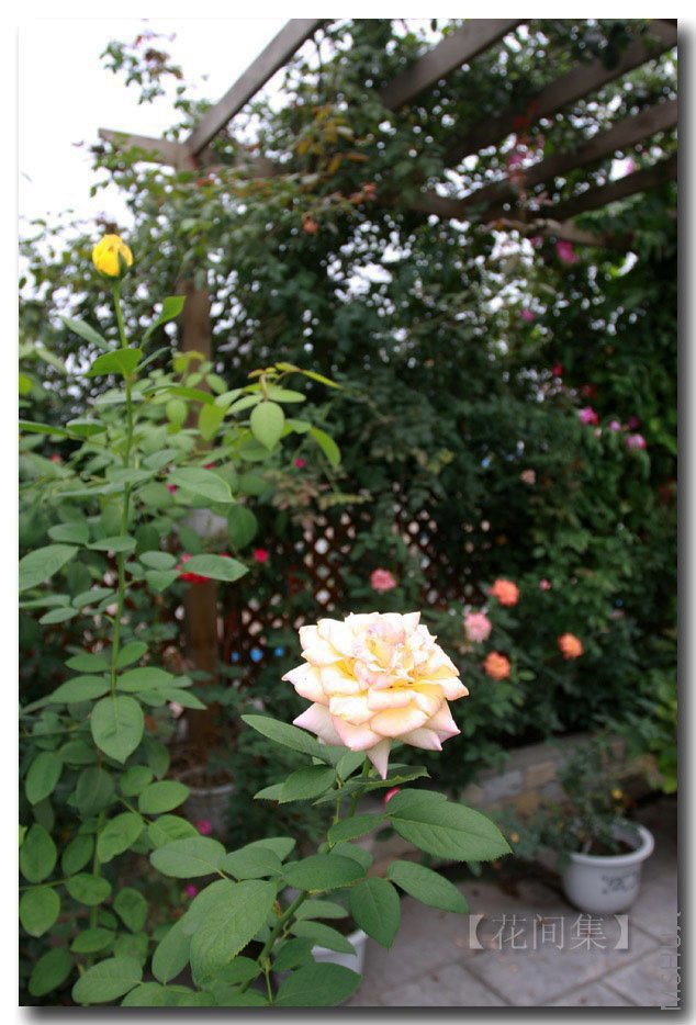 IMG_5532 ����.jpg