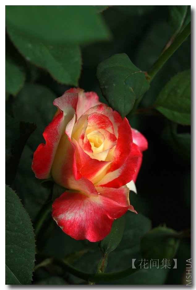 IMG_6194 ����.jpg