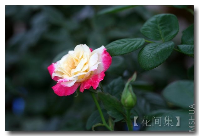 IMG_4031 ����.jpg