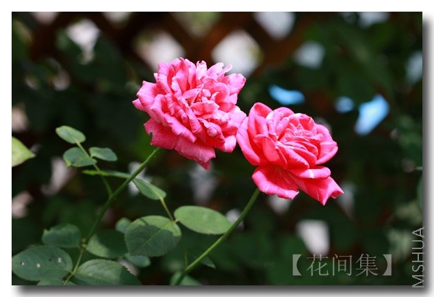 IMG_5548 ����.jpg