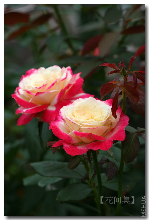 IMG_4065 ����.jpg