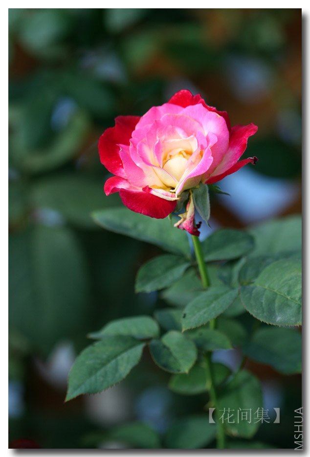 IMG_3149 ����.jpg