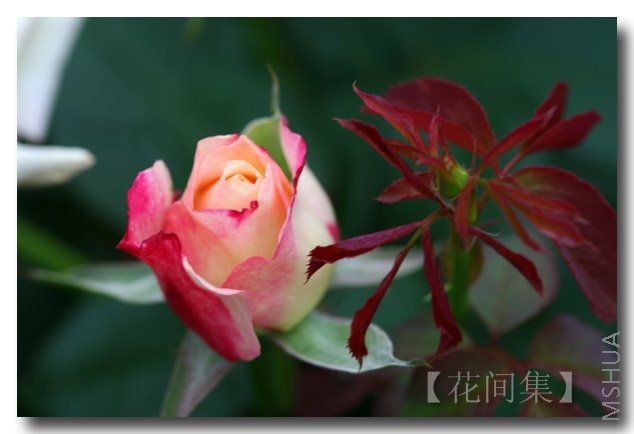 IMG_4001 ����.jpg