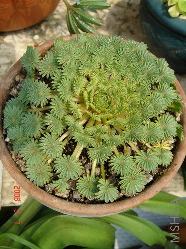 Oxalis palmifrons2.jpg