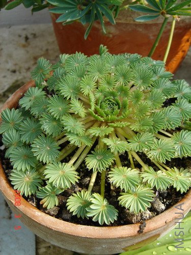 Oxalis palmifrons.jpg
