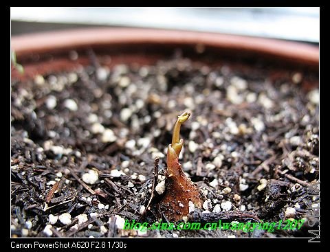 nEO_IMG_8,10��ѩ 054.jpg