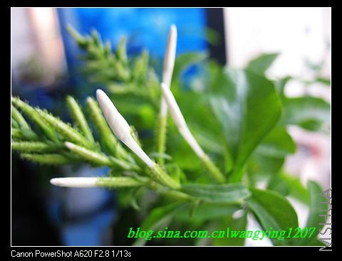 nEO_IMG_8,15��ѩ 008.jpg