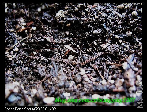 nEO_IMG_8,10��ѩ 067.jpg