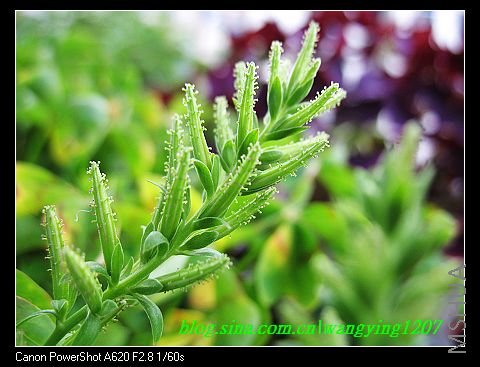 nEO_IMG_8,10��ѩ 058.jpg