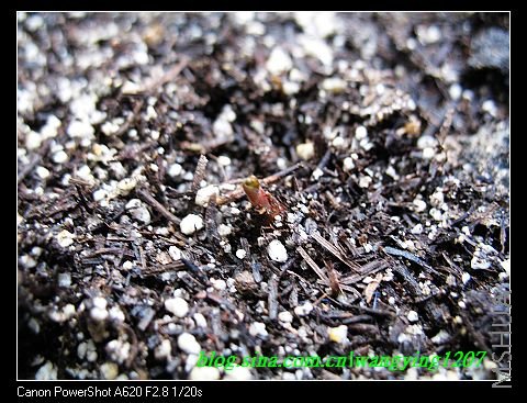 nEO_IMG_8,10��ѩ 047.jpg