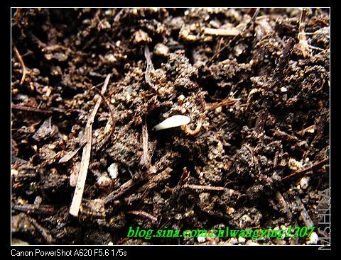 nEO_IMG_8,10��ѩ 037.jpg