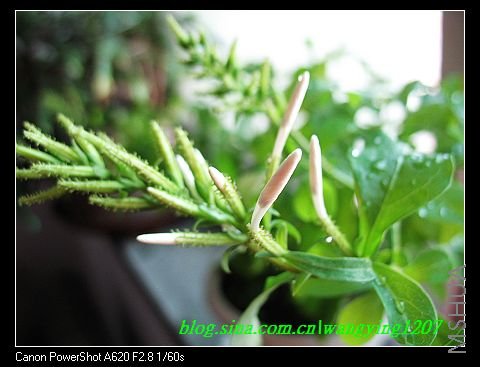 nEO_IMG_8,15��ѩ 003.jpg