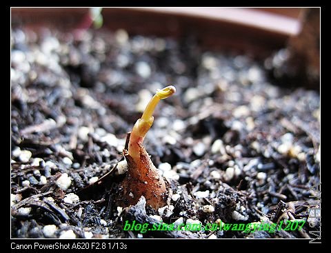 nEO_IMG_8,10��ѩ 048.jpg