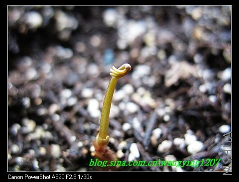 nEO_IMG_8,10��ѩ 062.jpg